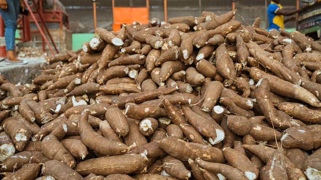 Cassava