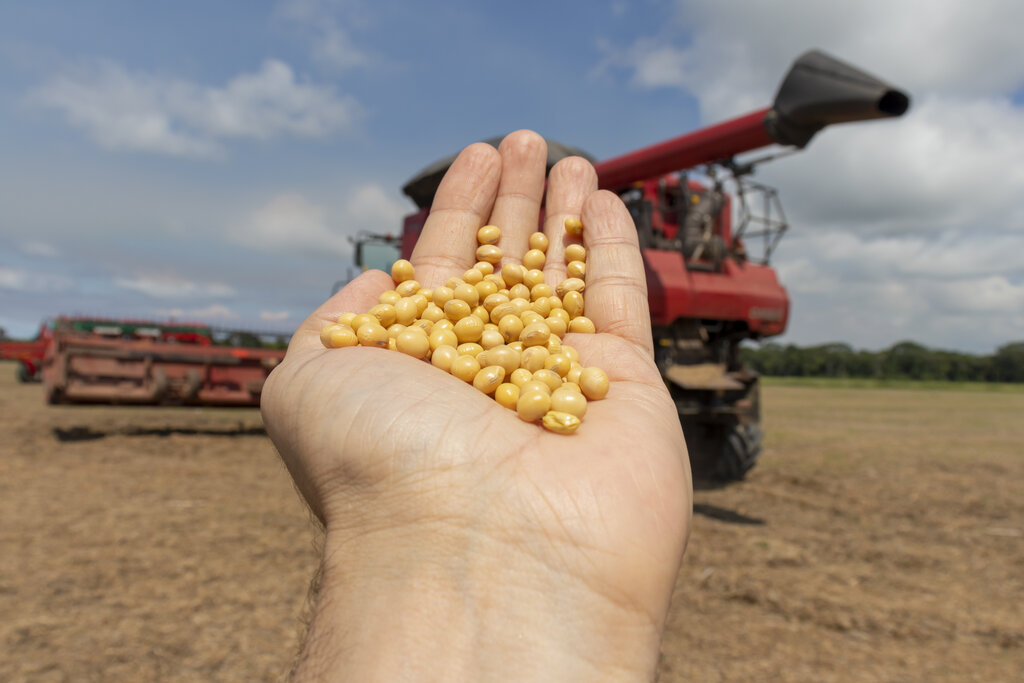 Soybeans