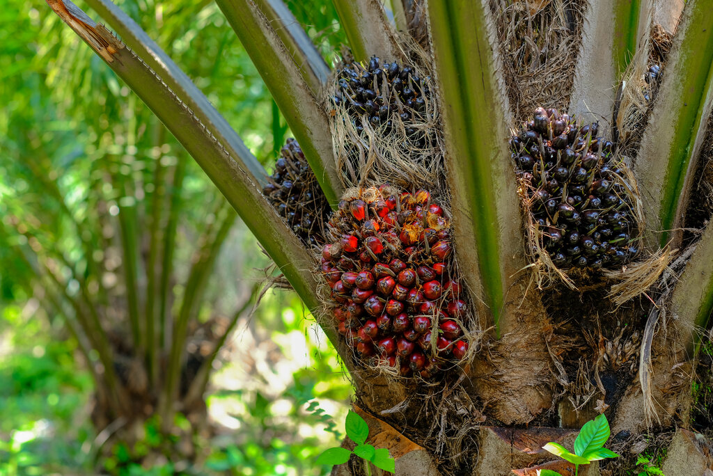 Palm Oil