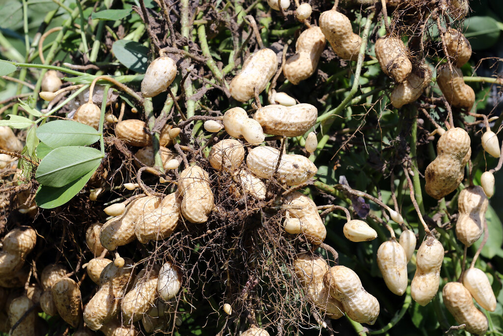 Groundnuts
