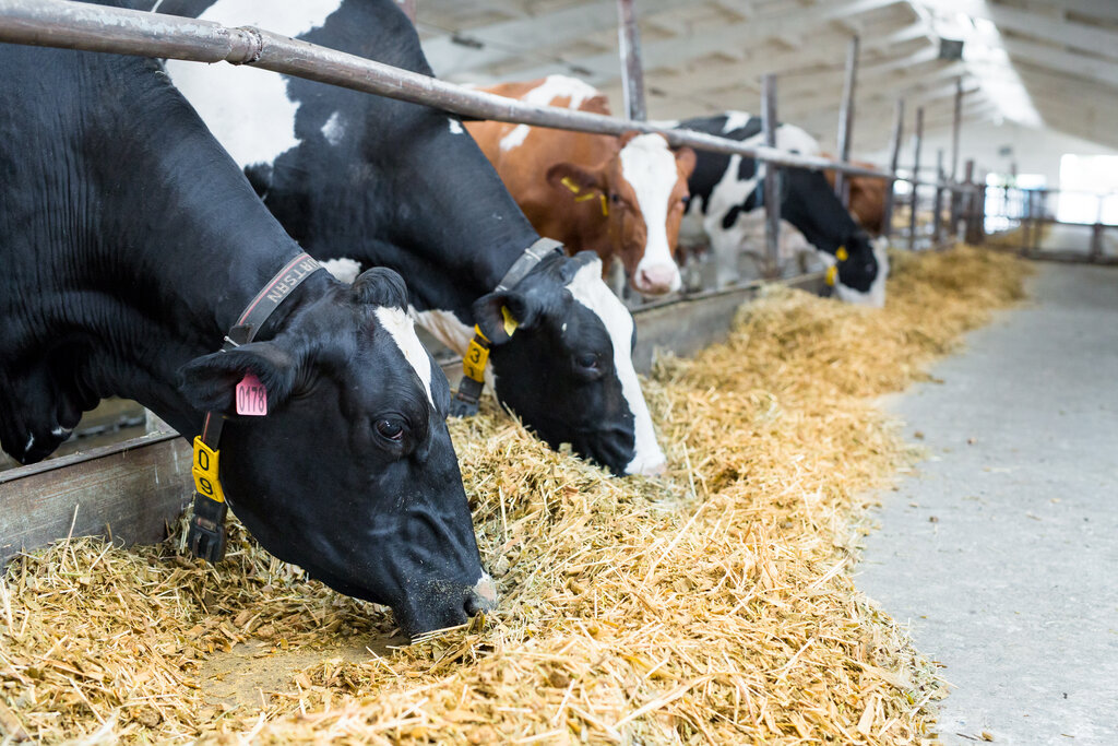 Feed Wheat
