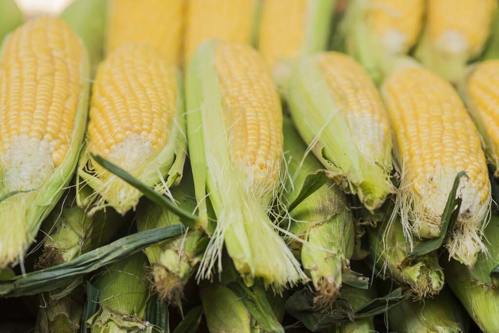 Yellow Maize