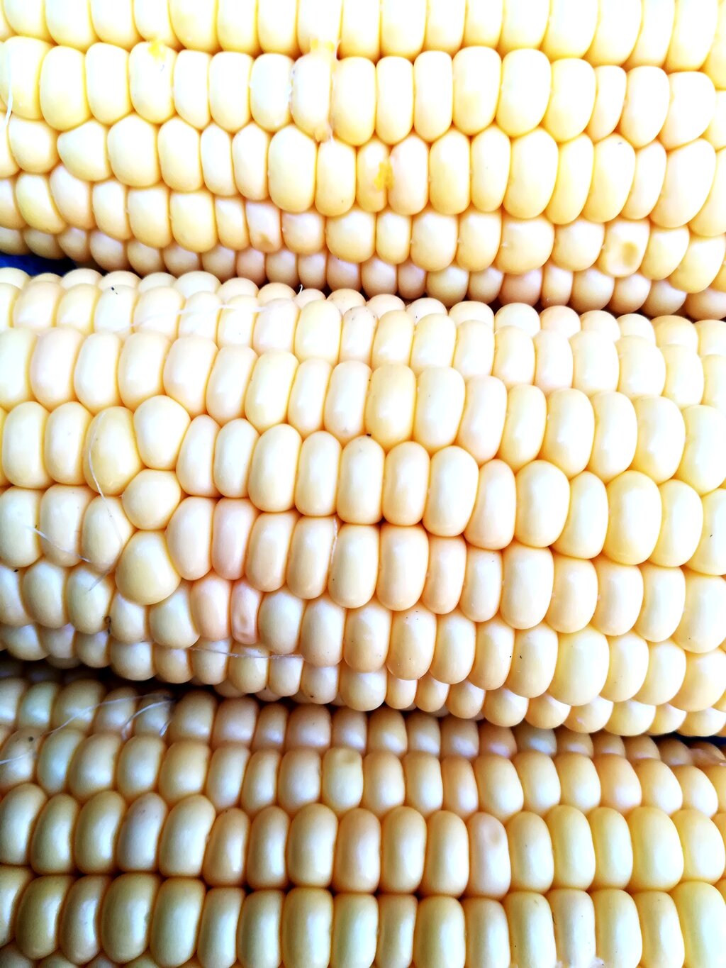White Maize