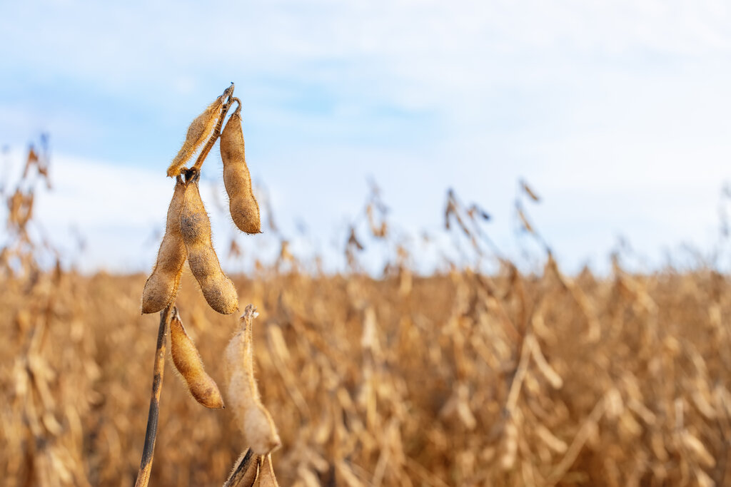 Crushing Grade Soybeans