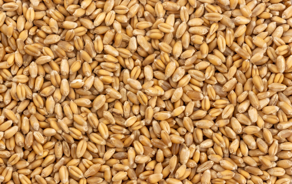 Wheat